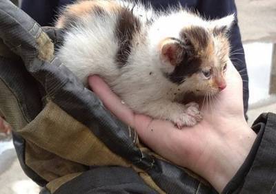 Сараевские пожарные спасли котенка, застрявшего в вагоне поезда - ya62.ru - Рязанская обл.