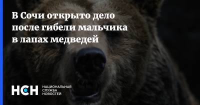 В Сочи открыто дело после гибели мальчика в лапах медведей - nsn.fm - Россия - Сочи - Краснодарский край