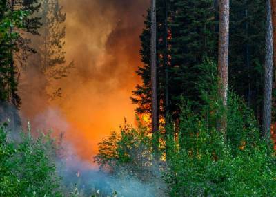 В Югре контролируют ситуацию с лесными пожарами: в три раза сократилась площадь - nakanune.ru - Югра - Нефтеюганск - Нижневартовск - р-н Советский - Площадь