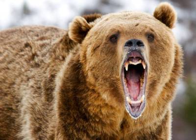 В Сочи проверят все базы отдыха после того, как два медведя загрызли мальчика - nakanune.ru - Сочи - Дагомыс