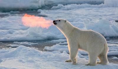 Как на ладони: белых медведей в Арктике сосчитают с высоты птичьего полёта - newizv.ru - Россия - Арктика