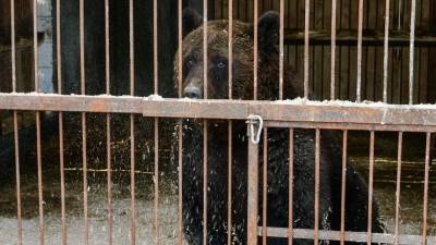 В Сочи закроют все мини-зоопарки после гибели мальчика от лап медведя - 5-tv.ru - Сочи - Краснодарский край