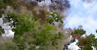 В Ботаническом саду Калининграда зацвело "дерево-облако" (фото) - klops.ru - Калининград