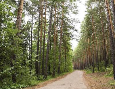 Улан-удэнцам нельзя гулять в лесах до конца лета - infpol.ru - Улан-Удэ - Комсомольск