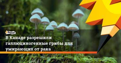 В Канаде разрешили галлюциногенные грибы для умирающих от рака - ridus.ru - Канада