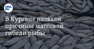 В Кургане назвали причины массовой гибели рыбы - ura.news - Курганская обл. - район Юргамышский