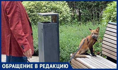 В Москве на поводке выгуливают лис и свиней - bloknot.ru - Москва