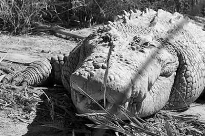 Знаменитый крокодил Бука умер в возрасте ста лет - lenta.ru - Australia - штат Квинсленд