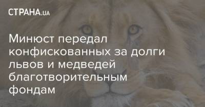 Минюст передал конфискованных за долги львов и медведей благотворительным фондам - strana.ua