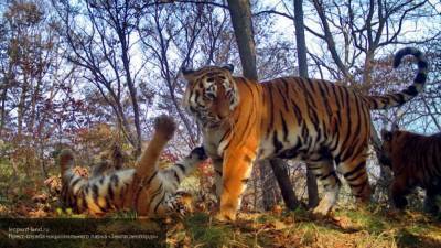 Тигров вымирающего вида заметили в Таиланде - newinform.com - Камбоджа - Вьетнам - Малайзия - Таиланд - Лаос