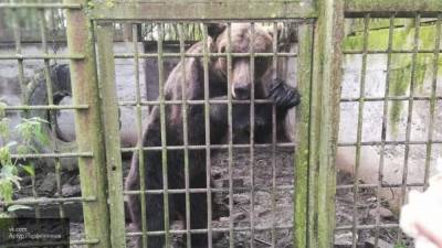 Медведи и волки пугают местных жителей в Домодедово - newinform.com - Москва - Домодедово