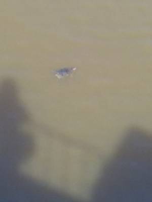 Тура настолько очистилась, что в ней завелись черепахи? Тюменцы увидели черепаху в реке - nakanune.ru - Тюмень