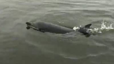 Жители Курил спасли молодого дельфина, выброшенного на берег. Видео - vesti.ru - Курил