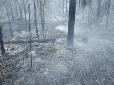 Лесные пожары в Югре добрались до второго заповедника – полыхает "Юганский" - nakanune.ru - Югра - Нефтеюганск