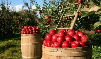 Минсельхоз объяснил, почему растут цены на яблоки - mirnov.ru - Россия - окр. Скфо - Аграрии