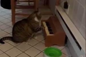 Упитанный кот освоил пианино, чтобы просить у хозяйки еду - vm.ru