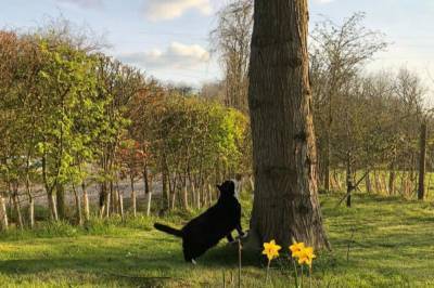 Главного кота-мышелова МИД Великобритании провожают на пенсию - vkcyprus.com - Англия