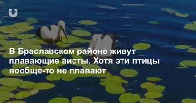 В Браславском районе живут плавающие аисты. Хотя эти птицы вообще-то не плавают - news.tut.by - район Браславский