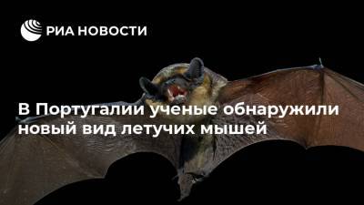 В Португалии ученые обнаружили новый вид летучих мышей - ria.ru - Москва - Португалия