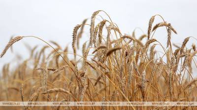 В Брестской области осталось убрать менее 15% зерновых и зернобобовых - belta.by - район Пружанский
