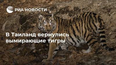 В Таиланд вернулись вымирающие тигры - ria.ru - Москва - Таиланд
