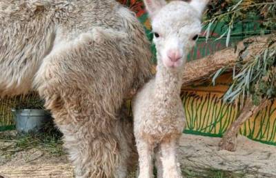 В приехавшем в Улан-Удэ гастролирующем зоопарке родился детёныш альпака - infpol.ru - Улан-Удэ - респ.Бурятия