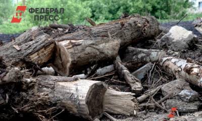 Активисты призвали губернатора Сипягина обратить внимание на вырубку кипревского леса - fedpress.ru