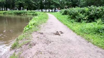Петербуржцев огорчают полчища крыс в парке Новознаменка - piter.tv - район Красносельский