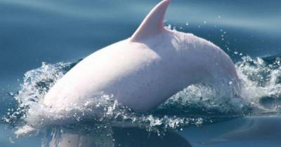 Биологи научились различать свист дельфинов из разных стай - ren.tv - Намибия