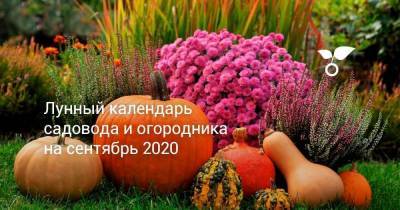 Лунный календарь садовода и огородника на сентябрь 2020 - skuke.net