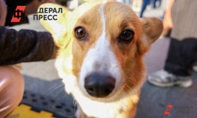 Как действовать при встрече с бездомными собаками: инструкция в картинках - fedpress.ru - Москва