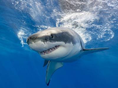 В Австралии во время серфинга погиб 46-летний бизнесмен: не пережил нападения белой акулы - golos.ua - Австралия - Голд-Кост