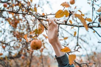 Уход за яблоней осенью – советы по правильной подготовке дерева к зиме - skuke.net