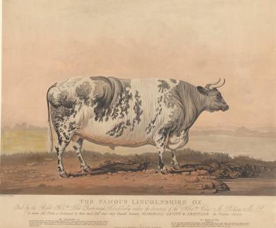 Зачем в XIX веке фермеры заказывали портреты своих толстых животных - pravda-tv.ru - Англия - Лондон