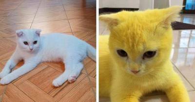 Необычный результат лечения кошки от грибковой инфекции - skuke.net - Таиланд