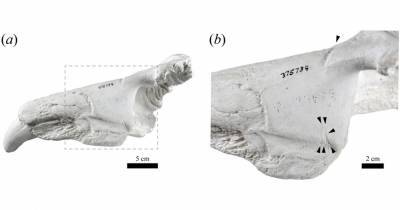 В США нашли древнюю челюсть морского слона из Антарктиды - popmech.ru - USA - Антарктида - шт. Калифорния - шт. Индиана
