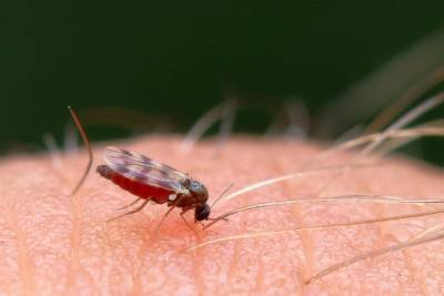 Как питаются комары? - skuke.net