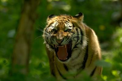 Тигр растерзал гуляющего в пять часов утра десятилетнего ребенка - lenta.ru - India - штат Керала - штат Махараштра