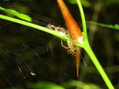 Два вида тропических пауков присоединились к союзу муравьев и акаций - polit.ru - США - Панама - штат Виргиния
