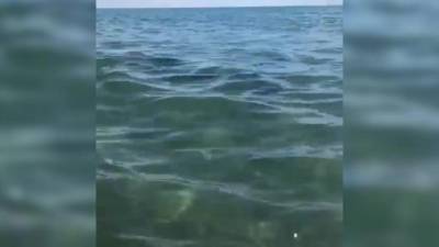 Дельфины устроили "шоу" у берега Черного моря - piter.tv - Анапа - Черное Море