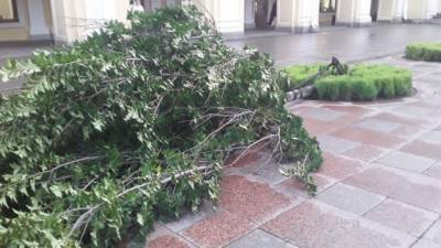 Штормовой ветер уложил на асфальт свыше 450 деревьев в Петербурге - piter.tv - Санкт-Петербург