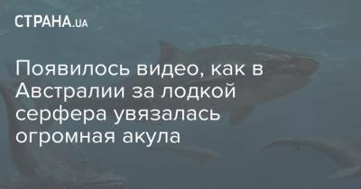 Появилось видео, как в Австралии за лодкой серфера увязалась огромная акула - strana.ua - США - Австралия