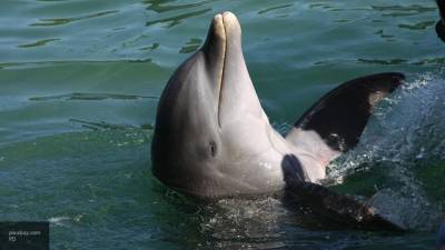 Играющие возле берега дельфины шокировали туристов в Анапе - newinform.com - Анапа