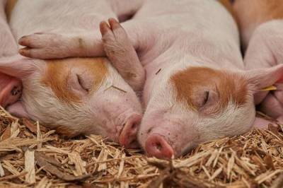 Китай запретил импорт свинины из ФРГ из-за африканской чумы - argumenti.ru - Китай - США - Германия - земля Бранденбург