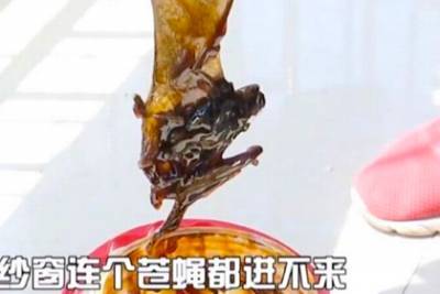 Мужчина нашел мертвую летучую мышь в банке с соусом и надолго потерял аппетит - lenta.ru - Китай - Гаити - провинция Шаньдун