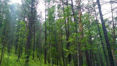 В Башкирии в лесах потерялись 15 грибников - ufacitynews.ru - Башкирия - район Туймазинский - Благовещенск