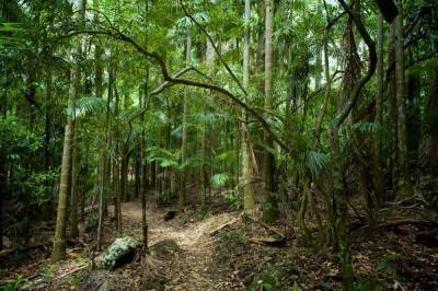 Кто обитает в подстилке тропического леса? - skuke.net