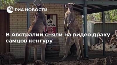 В Австралии сняли на видео драку самцов кенгуру - ria.ru - Москва - Австралия