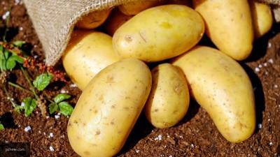 Картофельный союз не видит причин для подорожания картофеля в РФ - nation-news.ru - Россия