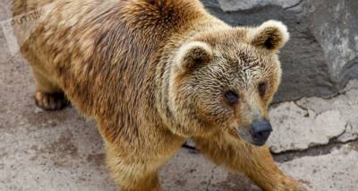 Редкое зрелище: бурый медведь попал в видеоловушку в Сюнике - ru.armeniasputnik.am - Армения - Араратская обл.